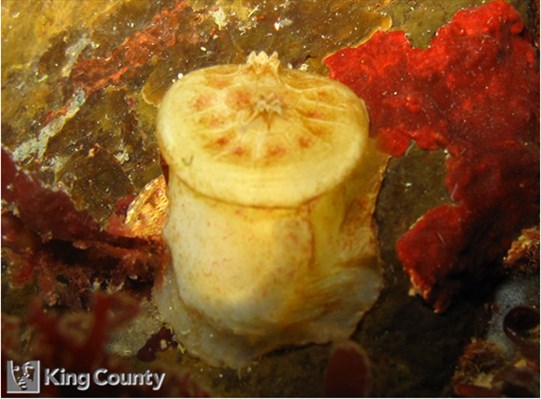 Photo of Chelyosoma productum